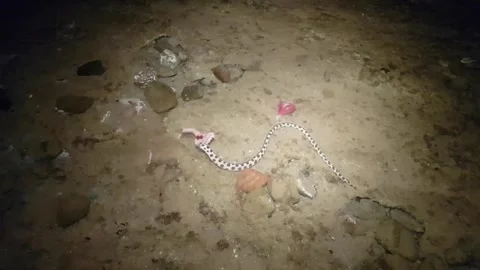 Moray Eel Eats Fish at Night – Underwater Predator Behavior in Darkness Stock Footage 243865246