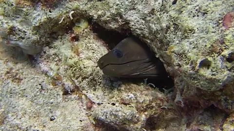 Moray eel emerges from its rocky hideaway in vibrant coral reef of enchanting 스톡 동영상 309662561