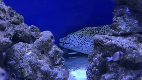 Moray eel emerging from rocks in aquarium Stock Footage 313293226