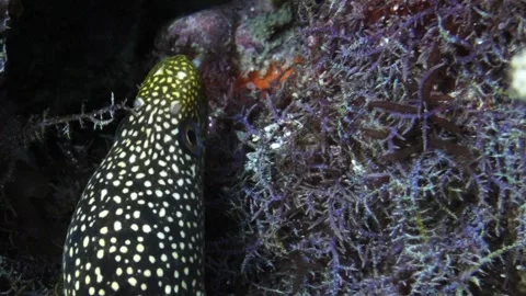 Moray Eel Entering Cave Macro 4K C0458-1 Stock Footage 340536315