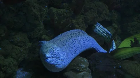 Moray eel exploring its oceanarium habitat with vibrant aquatic life 스톡 동영상 305851596