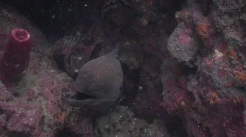 Moray eel face on 動画素材 33070687