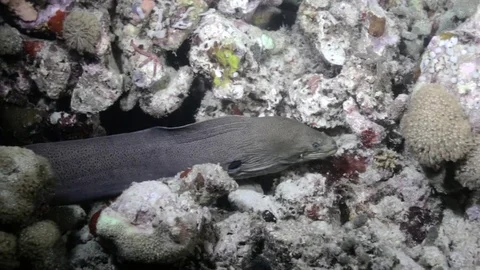 Moray eel feeding, hunting at night on a coral reef Stock Footage 82887729