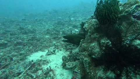 Moray eel filmed from the side Stock Footage 286376928
