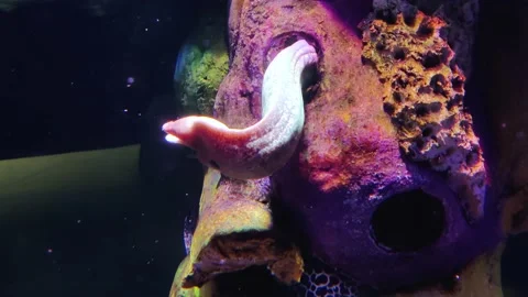 Moray Eel fish Stock Footage 229230161