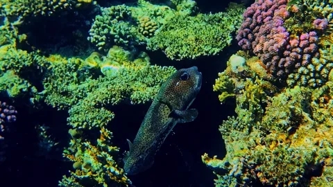 Moray eel fish moving laong coral reef of Red Sea Sharm El-Sheikh, Egypt Stock Footage 345225883
