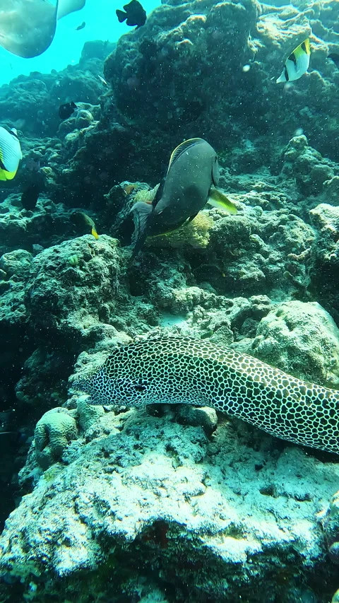 The moray eel floats at the bottom of the Indian Ocean. Maldives 库存影片 286231670