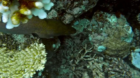 Moray eel floats Vídeo Stock 73938273
