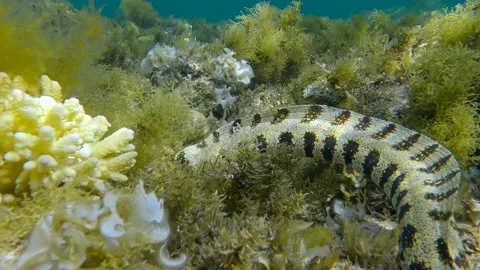 Moray eel floats over a coral reef covered with algae. Snowflake moray   Video stock 156337495