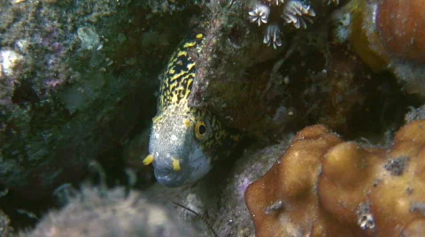 Moray Eel Stock Footage 193178