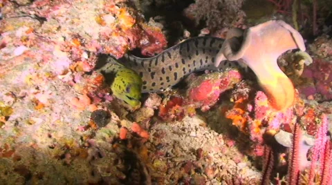 Moray Eel 動画素材 352176