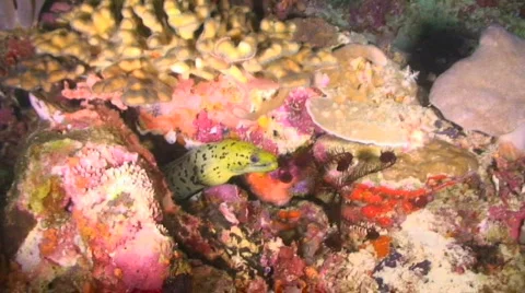 Moray Eel Stock Footage 352219