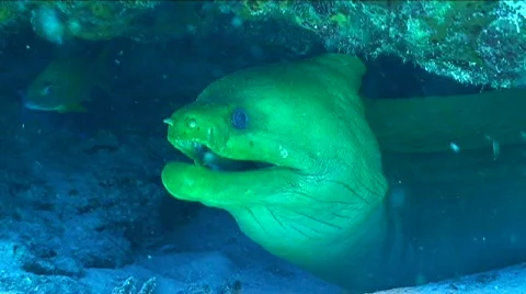 Moray Eel Stock Footage