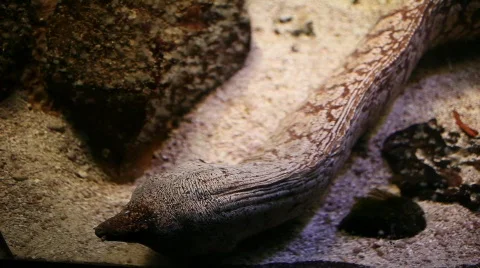 Moray eel Stock Footage 788154