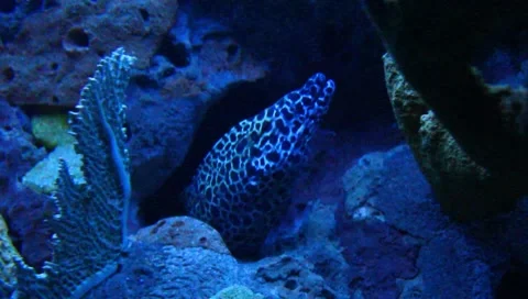Moray eel Stock Footage 5275932