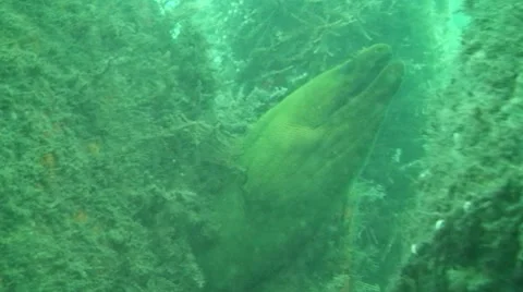 Moray Eel Stock Footage 7137415