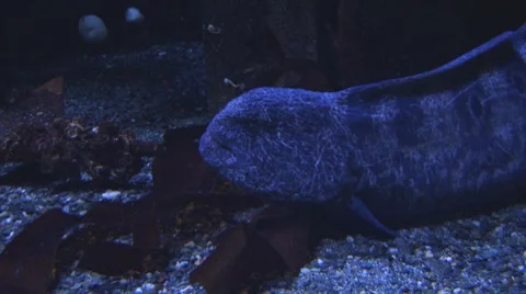 Moray Eel Stock Footage 8559971