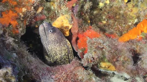 Moray Eel 動画素材 12586056