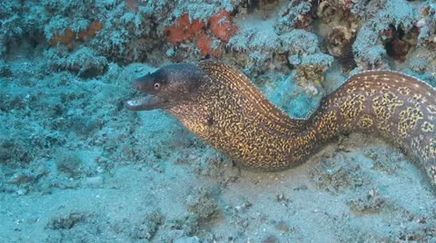 Moray Eel 動画素材 12658590