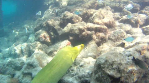 Moray Eel Stock Footage 38113346