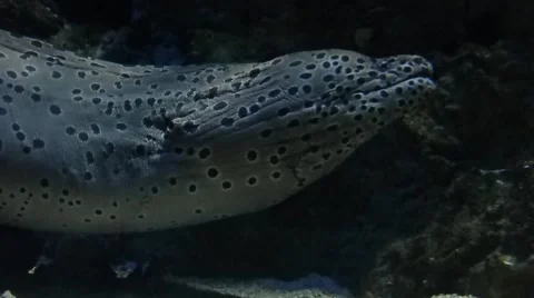 Moray eel Video stock 51662317