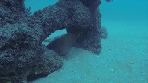 Moray eel Vídeo Stock 59114334