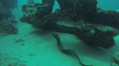 Moray eel Stock Footage 59117668