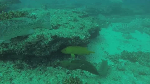 Moray eel Stock Footage 59131266