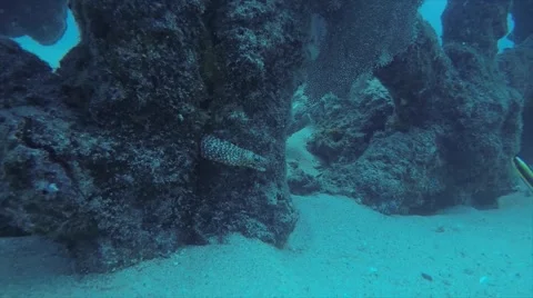 Moray eel Stock Footage 59135223