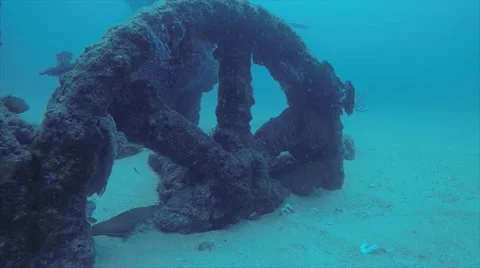 Moray eel Stock Footage 59137412
