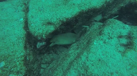 Moray eel Stock Footage 59138179
