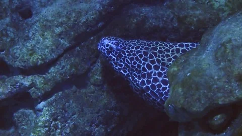 Moray eel Stock Footage 71503206