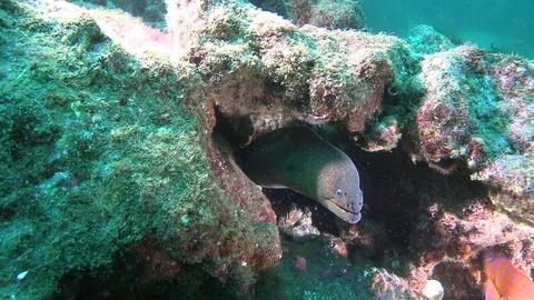 Moray Eel Video stock 79247394