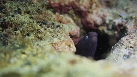 Moray eel Stock Footage 79720707
