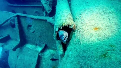 Moray Eel. 스톡 동영상 97069665