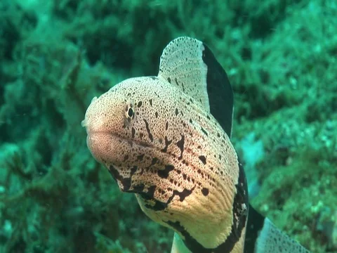 Moray Eel Stock Footage 98458381
