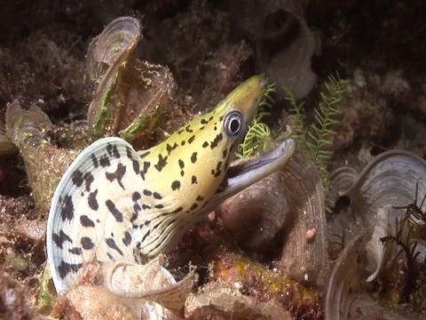Moray Eel Stock Footage 98458433
