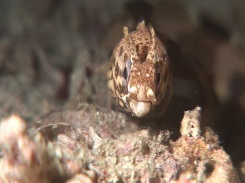 Moray Eel Stock Footage 98458507