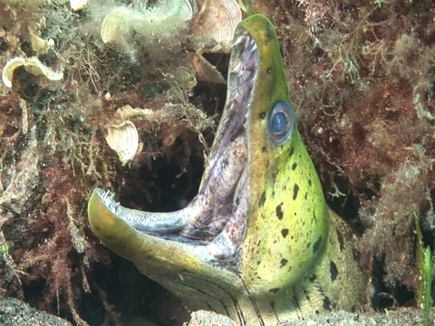 Moray Eel Stock Footage 98464761