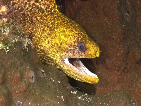 Moray Eel Stock Footage 98464768