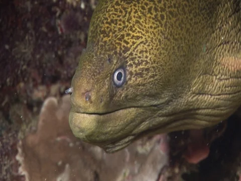 Moray Eel Stock Footage 98464782