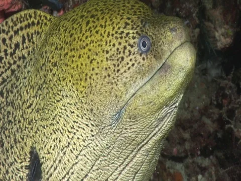 Moray Eel Stock Footage 98464791