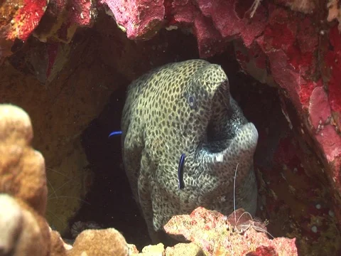 Moray Eel Stock Footage 98464798