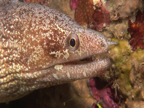 Moray Eel Stock Footage 98464800
