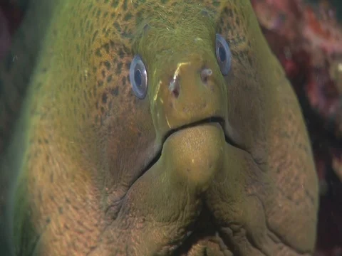 Moray Eel Stock Footage 98464804