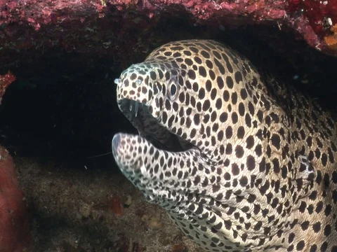 Moray Eel Stock Footage 98464814