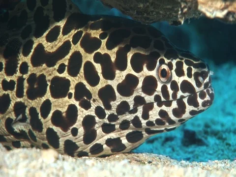 Moray Eel Stock Footage 98464838