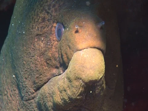 Moray Eel Stock Footage 98464857