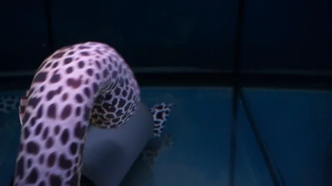 Moray eel Stock Footage 112433104