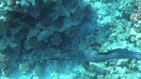 Moray eel Stock Footage 152172173